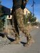 Тактичний Комплект Хижак Штани Кайман + Убакс CoolPass Military Мавка размер 44 02795-44 фото 6
